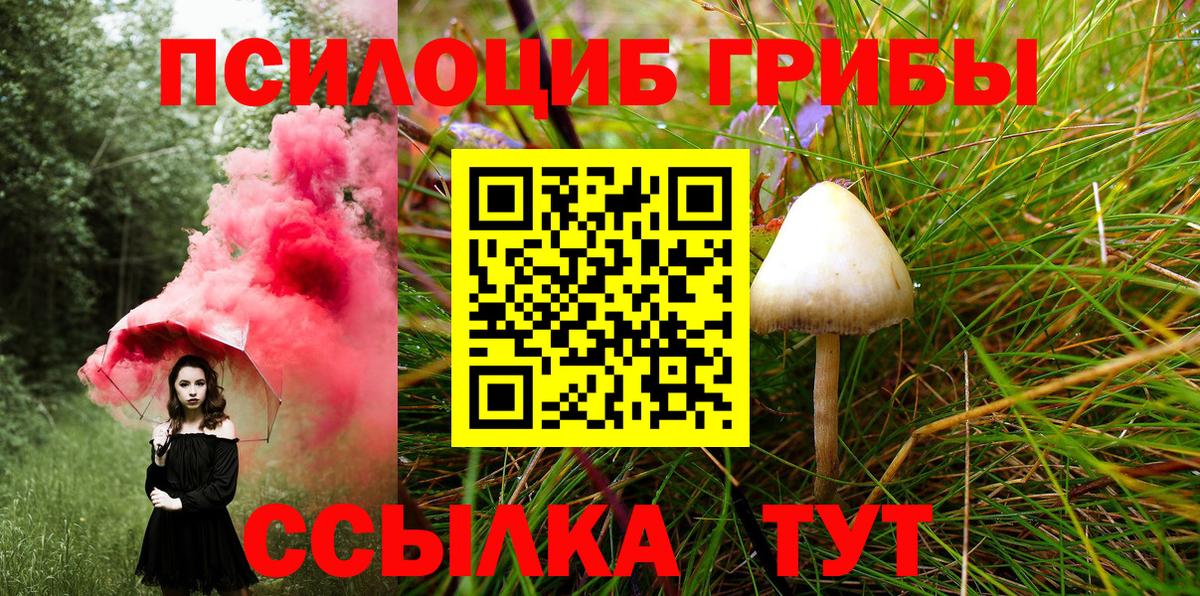 Галлюциногенные грибы Psilocybe Волгоград
